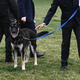 Image for article titled Bad Dog Gets a Shot at Being Good